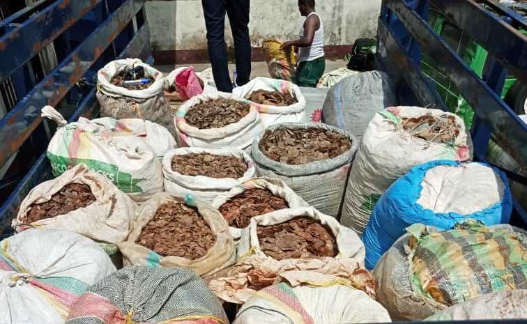 Écailles de pangolin saisies : le trafic de produits issus de la faune est la principale cause du déclin des espèces fauniques.