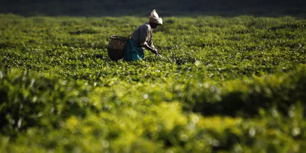 Un cueilleur de thé dans un champ à Mulindi, au Nord du Rwanda. © Finbarr O'Reilly/Reuters
