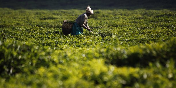Un cueilleur de thé dans un champ à Mulindi, au Nord du Rwanda. © Finbarr O'Reilly/Reuters Un cueilleur de thé dans un champ à Mulindi, au Nord du Rwanda. © Finbarr O'Reilly/Reuters