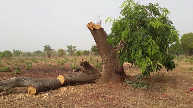 La déforestation au Tchad. © DR