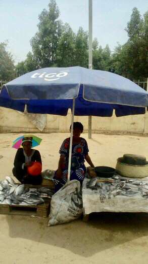 Tchad : la méthode "Sagar" pour stocker sans électricité Tchad : la méthode "Sagar" pour stocker sans électricité