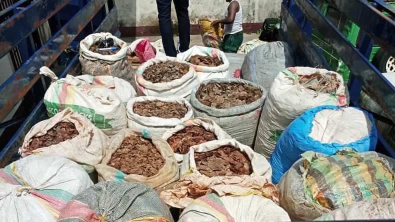 Ecailles de pangolin et ivoire saisies.