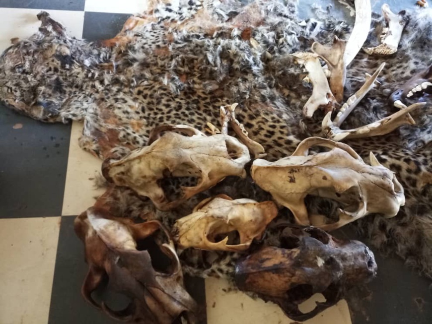 Cameroun/Garoua: Un policier arrêté en détention illégale d’ivoire Cameroun/Garoua: Un policier arrêté en détention illégale d’ivoire