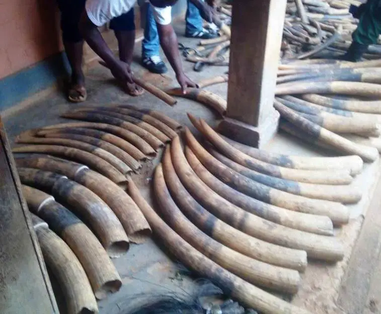 Les 216 défenses d'ivoire et des queues d'éléphants saisies dans un véhicule de la gendarmerie.