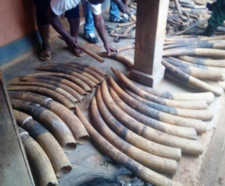 Les 216 défenses d'ivoire et des queues d'éléphants saisies dans un véhicule de la gendarmerie. Les 216 défenses d'ivoire et des queues d'éléphants saisies dans un véhicule de la gendarmerie.