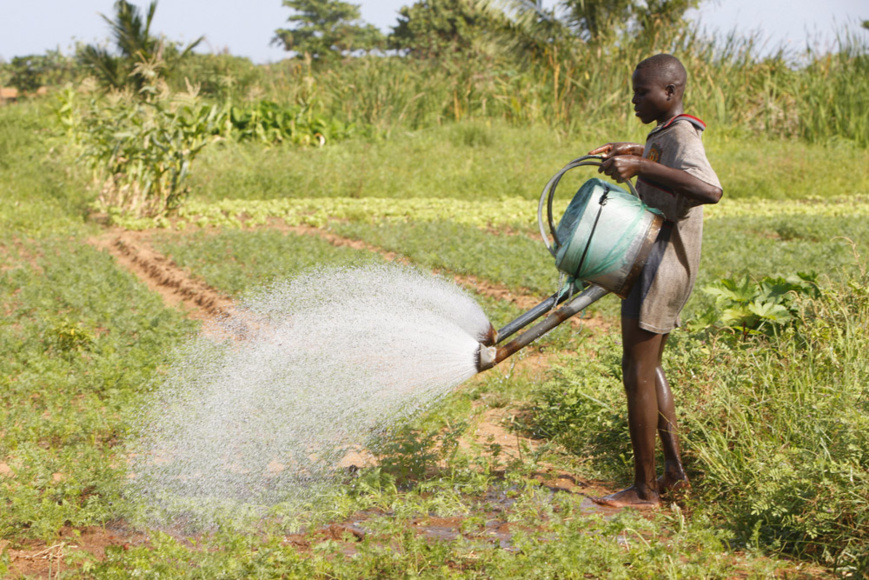 Un jeune homme arrose un champ agricole. © DR