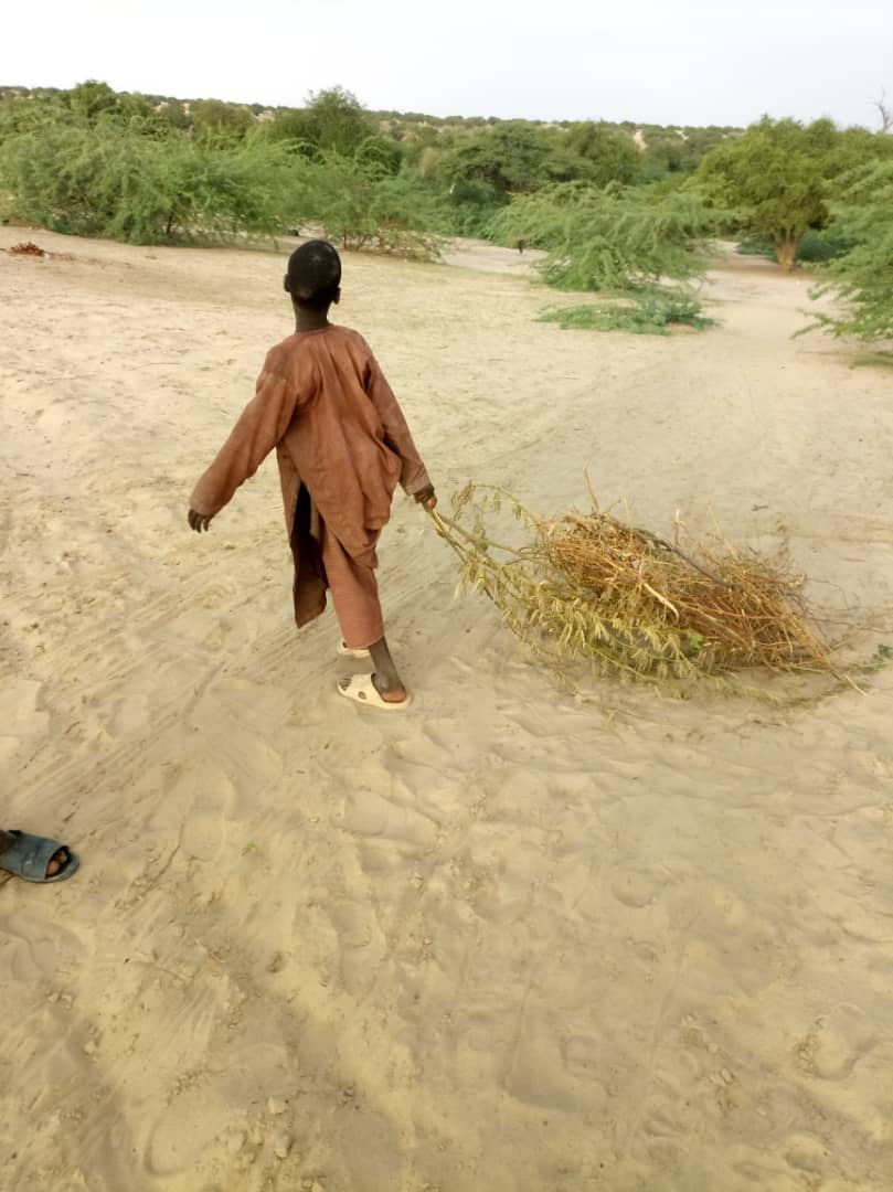 Tchad : il attache ses élèves à un arbre avec des chaines, un maître arrêté. © Alwihda Info Tchad : il attache ses élèves à un arbre avec des chaines, un maître arrêté. © Alwihda Info