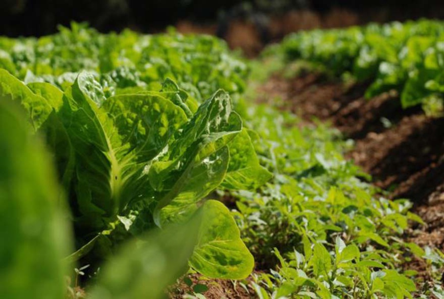 Pour lutter contre les changements climatiques, nous devons repenser notre système alimentaire Pour lutter contre les changements climatiques, nous devons repenser notre système alimentaire