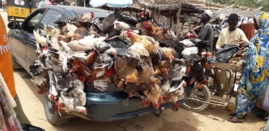 Du poulet vendu à Abéché ce samedi 10 août 2019. © Alwihda Info