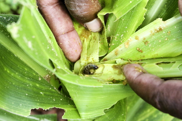 Les cultures de maïs, au stade végétatif précoce, attaquées par la chenille légionnaire d’automne, Harare, Zimbabwe, mars 2018.  Photo: © FAO/Edward Ogolla