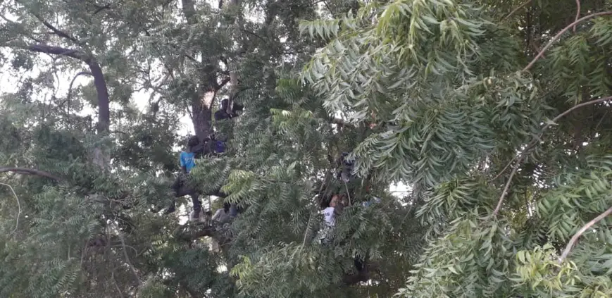 Tchad : stade bondé à N'Djamena, les supporters grimpent aux arbres ou sur les toits