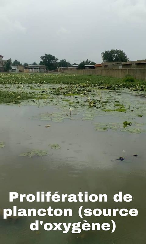 Tchad : comment réussir la semaine de l'arbre en 4 points Tchad : comment réussir la semaine de l'arbre en 4 points