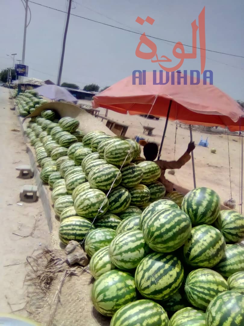 Tchad : la pastèque envahit la province du Ouaddaï, au détriment du mil. © Alwihda Info Tchad : la pastèque envahit la province du Ouaddaï, au détriment du mil. © Alwihda Info
