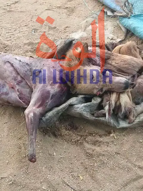 Tchad : ils vendaient de la viande de chiens dans les cabarets, 3 hommes arrêtés. © Alwihda Info