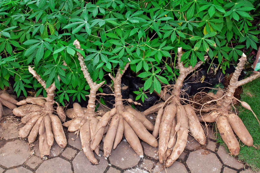 Illustration. L'agriculture au Tchad. © Min. agriculture Tchad.