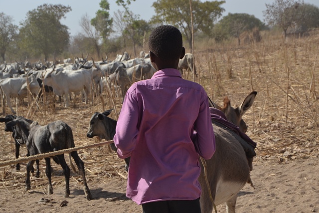 Illustration. Un enfant donné à des éleveurs par ses parents pour un salaire équivalent à un bœuf. © DR/Brya/Tchadmeilleur Illustration. Un enfant donné à des éleveurs par ses parents pour un salaire équivalent à un bœuf. © DR/Brya/Tchadmeilleur