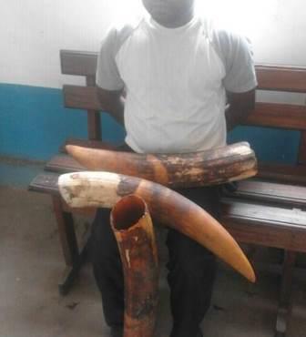 Congo-Brazzaville : un greffier condamné pour vol d'ivoire