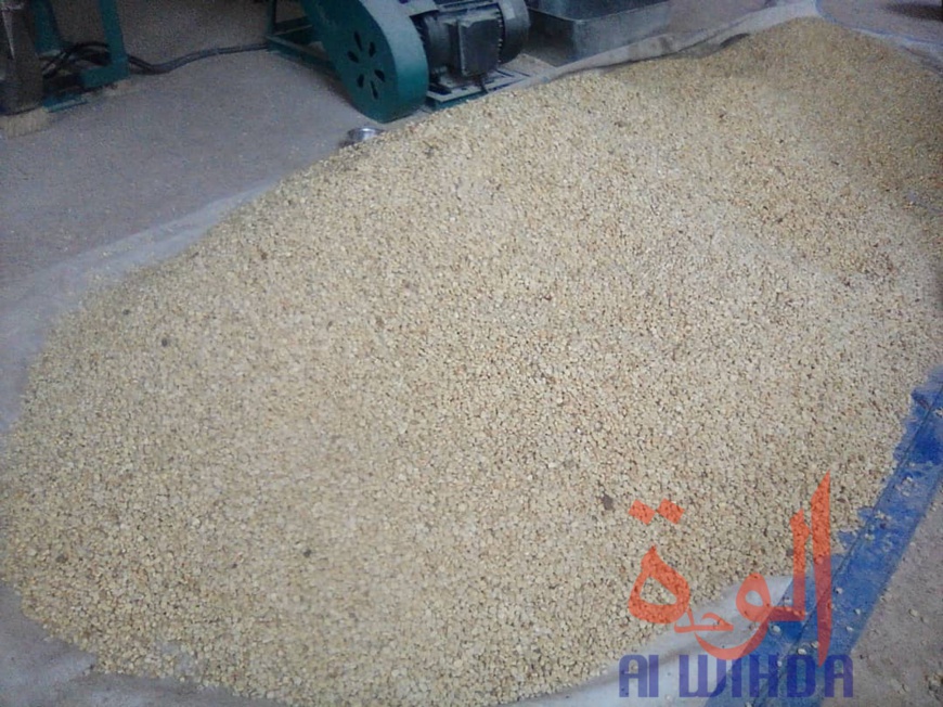 Tchad : à Moundou, trois amis lancent une usine de transformation de maïs. © Alwihda Info Tchad : à Moundou, trois amis lancent une usine de transformation de maïs. © Alwihda Info