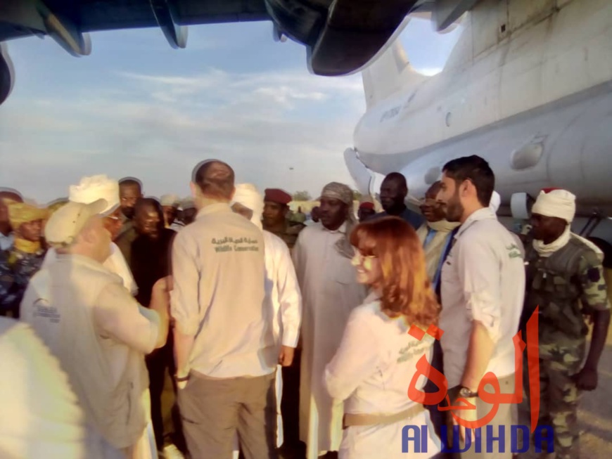 Tchad : un avion cargo transportant des oryx et addax se pose à l'aéroport d'Abéché. © Alwihda Info