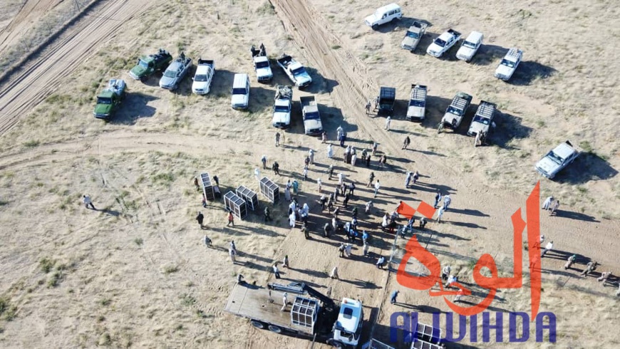 Tchad : 15 addax relâchés dans leur enclos au Wadi Rimé. © Alwihda Info Tchad : 15 addax relâchés dans leur enclos au Wadi Rimé. © Alwihda Info