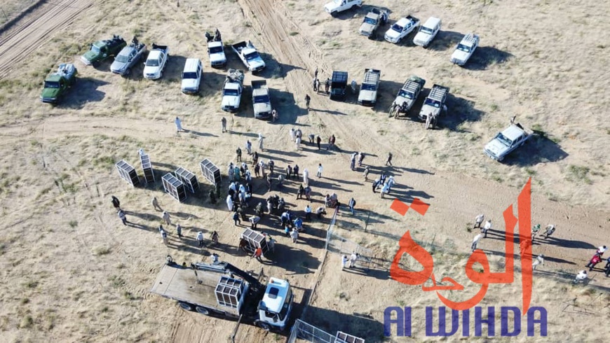 Tchad : 15 addax relâchés dans leur enclos au Wadi Rimé. © Alwihda Info Tchad : 15 addax relâchés dans leur enclos au Wadi Rimé. © Alwihda Info