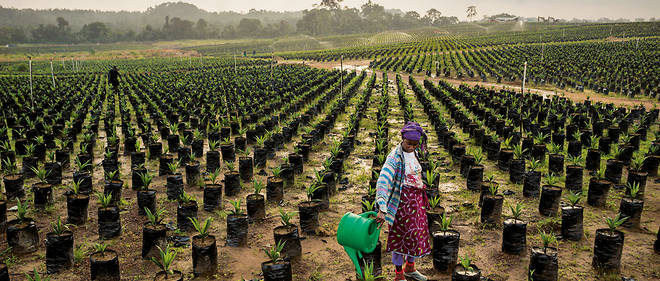 Des terres agricoles en Afrique. © DR Des terres agricoles en Afrique. © DR