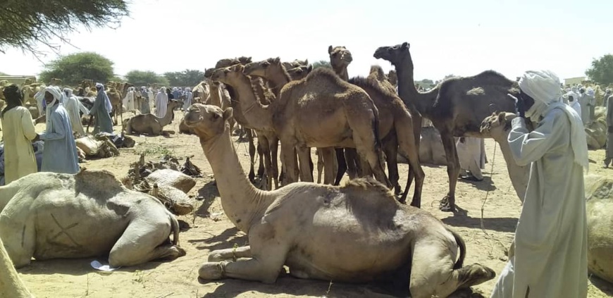Tchad : au marché de bétail d'Ati, une sensibilisation pour la scolarisation des enfants. © Alwihda Info Tchad : au marché de bétail d'Ati, une sensibilisation pour la scolarisation des enfants. © Alwihda Info