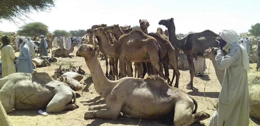 Tchad : au marché de bétail d'Ati, une sensibilisation pour la scolarisation des enfants. © Alwihda Info