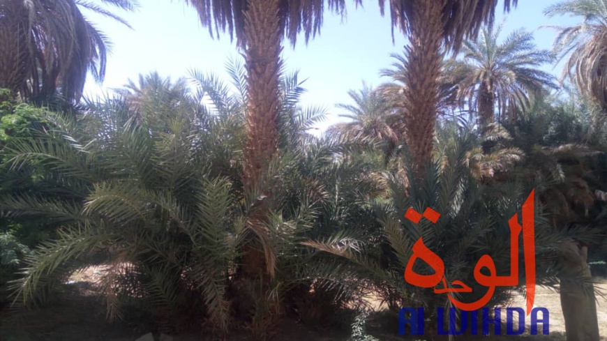 Tchad : un projet pour renforcer les producteurs maraîchers au Nord. © Alwihda Info
