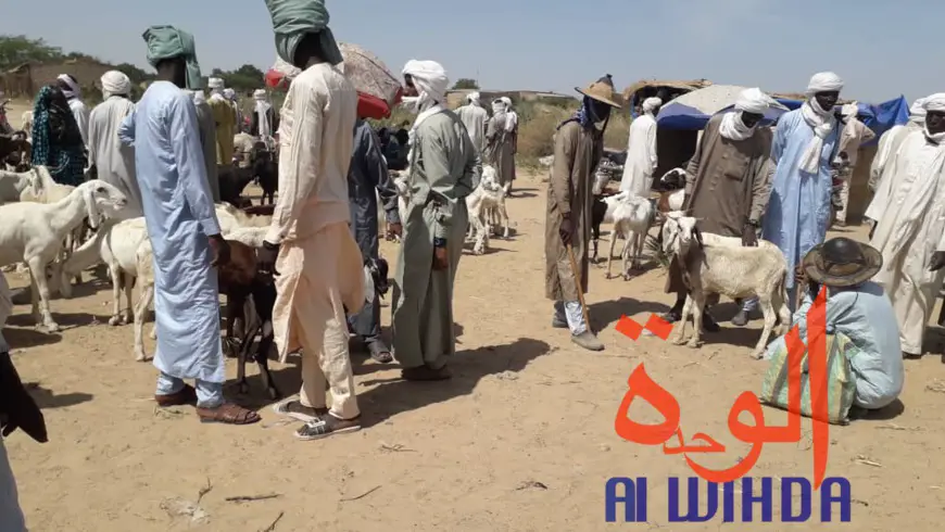 Tchad : Lina, un carrefour pour les marchands de bétail. © Alwihda Info