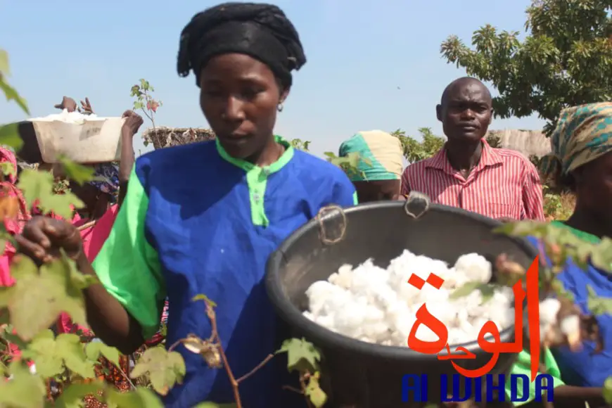 Tchad : la récolte de coton lancée dans le champ présidentiel au Sud. © Alwihda Info/G.A.