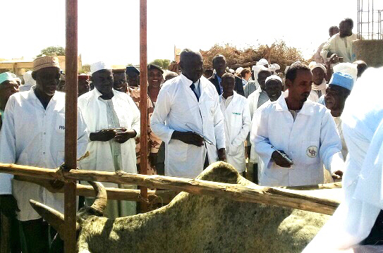 Tchad : vaccination contre la péripneumonie bovine et la peste de petits ruminants à Am-Timan. © Alwihda Info/M.A.K.