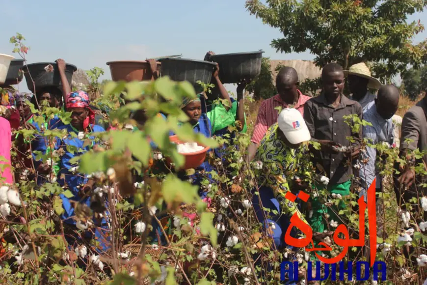 Tchad : "La terre n'est pas ingrate comme nous les Hommes"