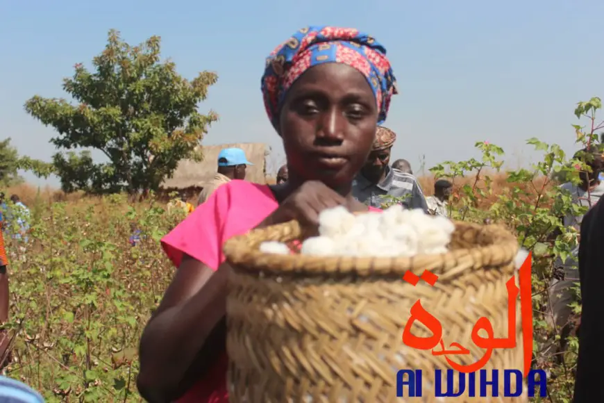 Tchad : au Sud, les champs pédagogiques présidentiels valorisent la filière coton. © Alwihda Info