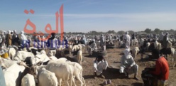 Le marché à bétail de Diguel -Souk khanam- à N'Djamena, le 2 décembre 2019. © Alwihda Info/D.H.K.