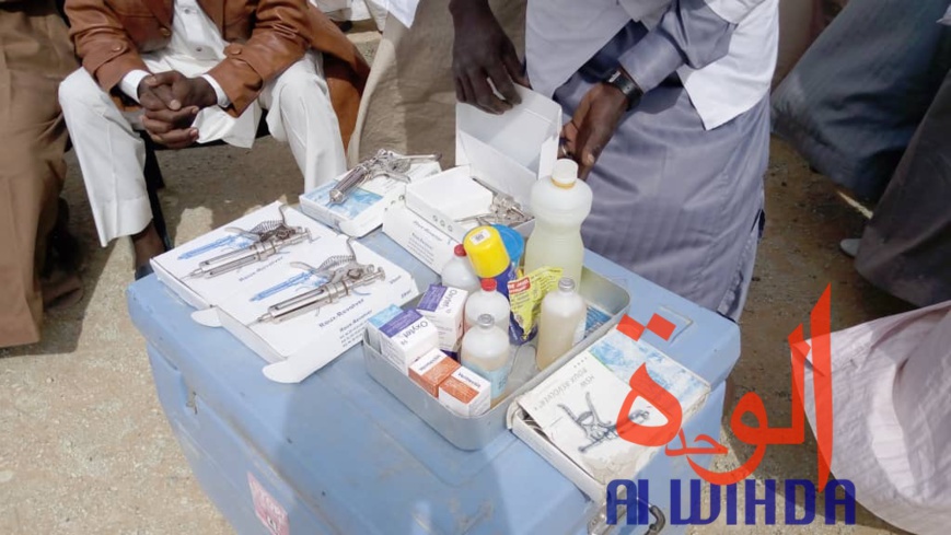 Tchad : vaccination du bétail contre les maladies épidémiologiques au Borkou. © Alwihda Info/A.A.A. Tchad : vaccination du bétail contre les maladies épidémiologiques au Borkou. © Alwihda Info/A.A.A.