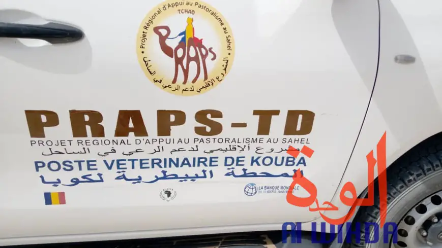 Tchad : vaccination du bétail contre les maladies épidémiologiques au Borkou. © Alwihda Info/A.A.A.