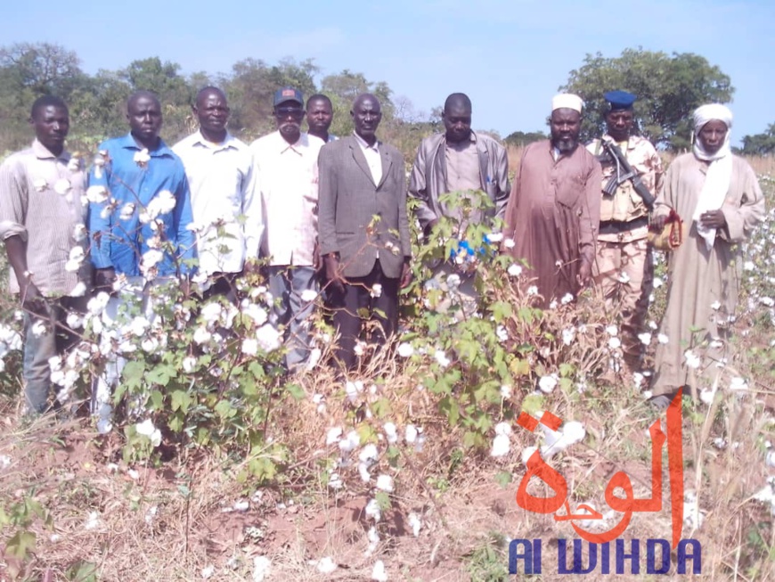 Tchad : des champs de coton présidentiel dévastés par des troupeaux de boeufs au Sud. © Alwihda Info