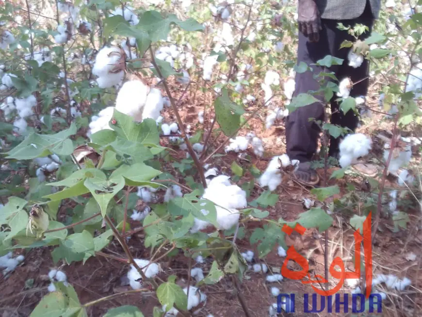 Tchad : des champs de coton présidentiel dévastés par des troupeaux de boeufs au Sud. © Alwihda Info