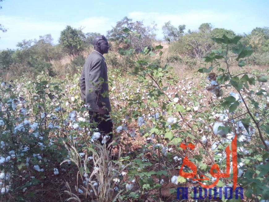 Tchad : des champs de coton présidentiel dévastés par des troupeaux de boeufs au Sud. © Alwihda Info