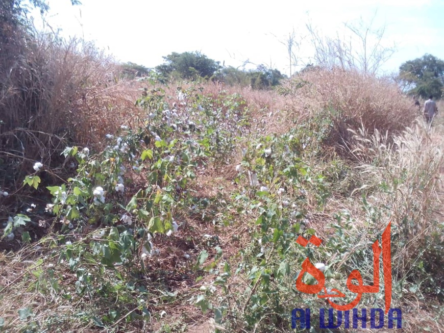 Tchad : des champs de coton présidentiel dévastés par des troupeaux de boeufs au Sud. © Alwihda Info Tchad : des champs de coton présidentiel dévastés par des troupeaux de boeufs au Sud. © Alwihda Info