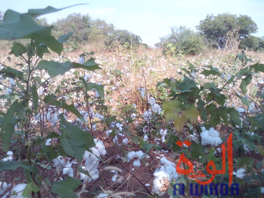 Tchad : des champs de coton présidentiel dévastés par des troupeaux de boeufs au Sud. © Alwihda Info Tchad : des champs de coton présidentiel dévastés par des troupeaux de boeufs au Sud. © Alwihda Info