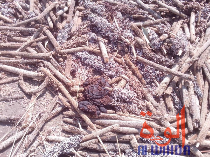 Tchad : des champs de coton présidentiel dévastés par des troupeaux de boeufs au Sud. © Alwihda Info Tchad : des champs de coton présidentiel dévastés par des troupeaux de boeufs au Sud. © Alwihda Info