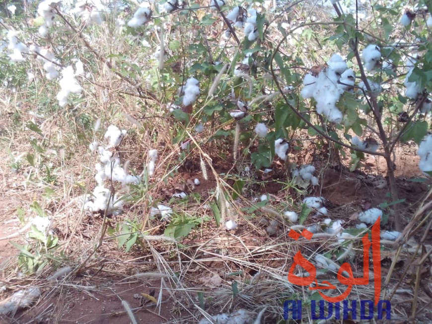 Tchad : des champs de coton présidentiel dévastés par des troupeaux de boeufs au Sud. © Alwihda Info Tchad : des champs de coton présidentiel dévastés par des troupeaux de boeufs au Sud. © Alwihda Info
