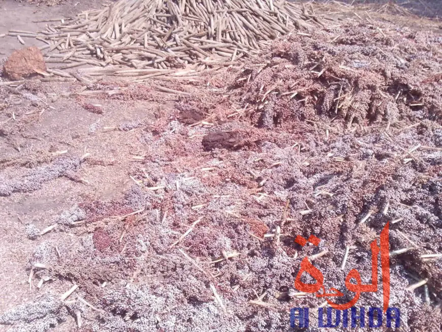 Tchad : des champs de coton présidentiel dévastés par des troupeaux de boeufs au Sud. © Alwihda Info