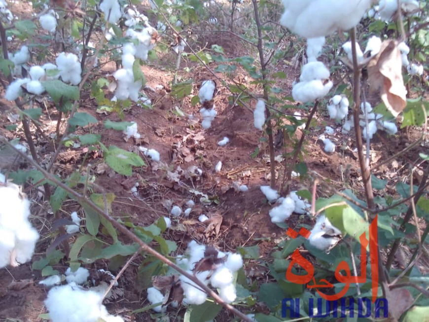 Tchad : des champs de coton présidentiel dévastés par des troupeaux de boeufs au Sud. © Alwihda Info Tchad : des champs de coton présidentiel dévastés par des troupeaux de boeufs au Sud. © Alwihda Info