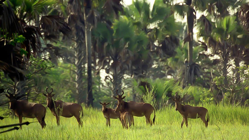 Côte d'Ivoire/Gestion des ressources naturelles : Un inventaire forestier et faunique en cours pour l'évaluation des politiques publiques