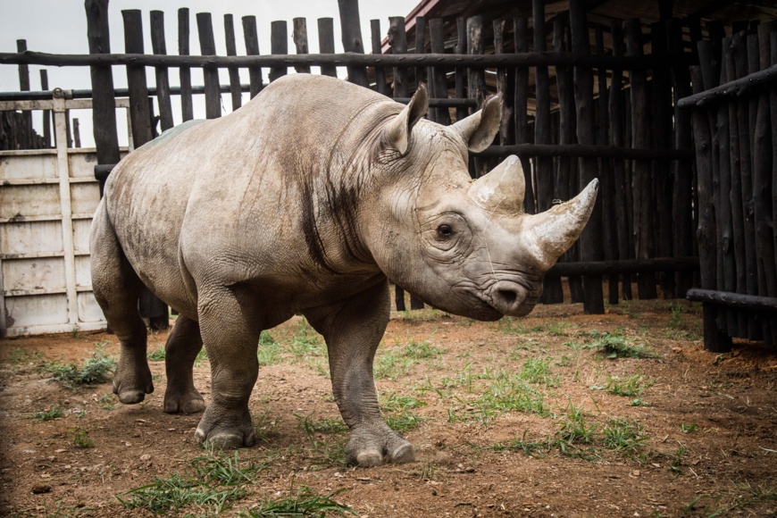 Black rhinoceros in a boma in Akagera National Park. © Scott Ramsay