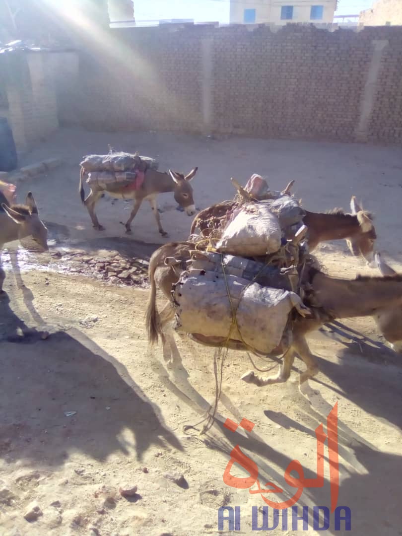 Des sacs de charbons transportés par des ânes à Abéché, dans la province du Ouaddaï. Tchad. © Alwihda Info/A.I. Des sacs de charbons transportés par des ânes à Abéché, dans la province du Ouaddaï. Tchad. © Alwihda Info/A.I.