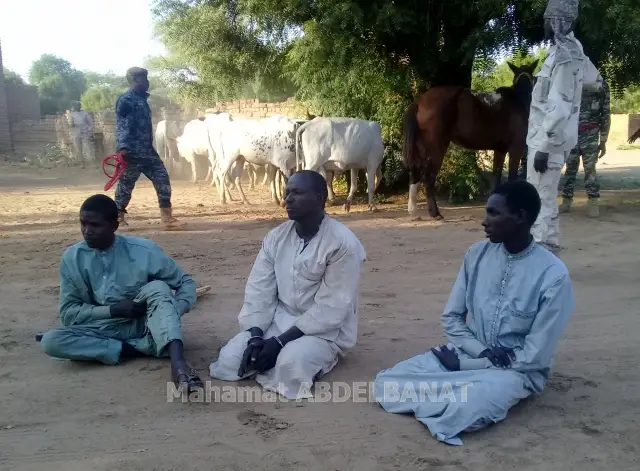 Tchad : 3 malfrats spécialisés dans le vol de bétail arrêtés à Am-Timan. © Alwihda Info/Mahamat Abdelbanat